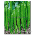 2015 New Hybrid F1 Hot Chili Pepper Seeds For Cultivation-Jade Crown